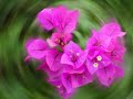 Gayatri Mantra Meditation (Deva Premal)