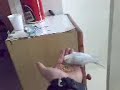 Cocorite