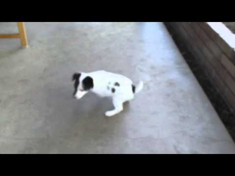 Classic Parson Jack Russell