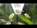 Dwarf Puffer 51