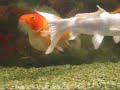 Pregnant fish Pregnant fish