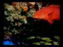 Octavius And The Sea Witch/First Dam Octavius And The Sea Witch/First Dam