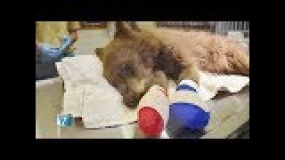 Recovering Cub Recovering Cub