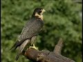 Peregrine Falcon Peregrine Falcon