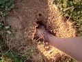ant bites ant bites