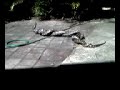 snakes at the door !!!