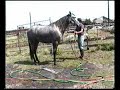 Miji Andalusians - Maravillosa M Miji Andalusians - Maravillosa M