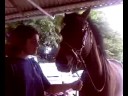 le cheval c\