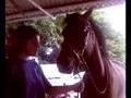 videos de le cheval c'est parler en voici la preuve!