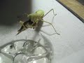 Mantis Eats Goldfish: Mantis and Fish Face-off!