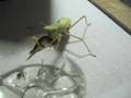Mantis Eats Goldfish: Mantis and Fish Face-off!