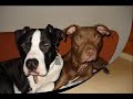Odenwald-Pitbulls