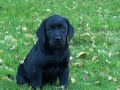 Dora et Urban : chiot labrador noir et labrador sable