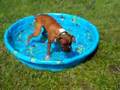 Boxer