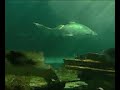 Sharks and others