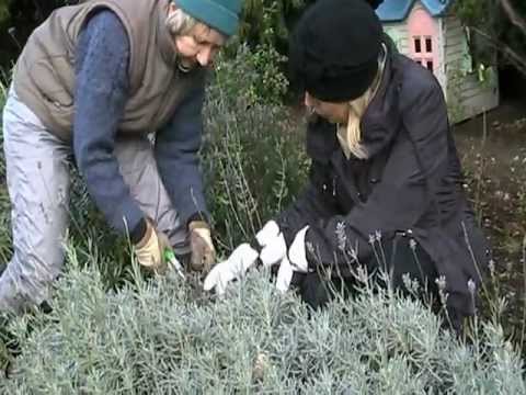 how to trim lavender