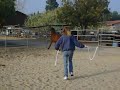 drunk lady trying to catch a horse drunk lady trying to catch a horse