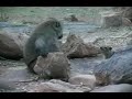 pavian gegen ratte (schliefer) pavian gegen ratte (schliefer)