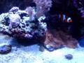 Reef Aquarium 24g Aquapod