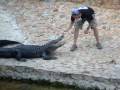 videos de Everglades, Florida 2009