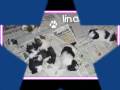 Filhotinhos de Shih Tzu. Os mais Lindos cães de colo! Filhotinhos de Shih Tzu. Os mais Lindos cães de colo!