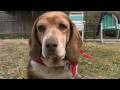 Polyphonic Spree Oh, I Feel Fine Music Video
