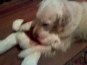 Basil and Birthday bear 5