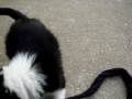 videos de Mawlch Taff playing - part 1