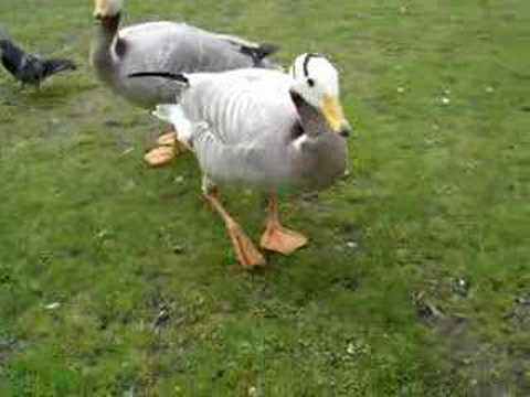 Watch 'Tap Dancing Goose'