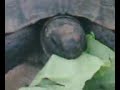 Tortue qui mange