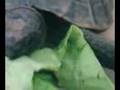 videos de Tortue qui mange