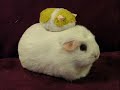 Funny Animals 3 ! ! !