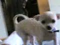 Fenicio..il mio super cagnolino che gioca sul mio letto... Fenicio..il mio super cagnolino che gioca sul mio letto...