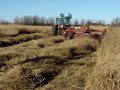 Click here to watch this video Switchgrass Fall Harvest 1