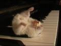 hamster piano and pop corn - criceto pianoforte e popcorn