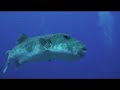 Best of diving French polynesia