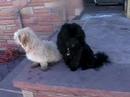 The Puppies