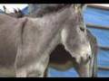 Burros on a Boat: A BLM burro gather at Lake Mead