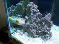 Shark Aquarium Feeding