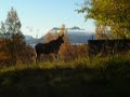 norwegian-moose-hunting.html