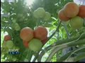 Click here to watch this video West Texas ag jobs ripe for the picking