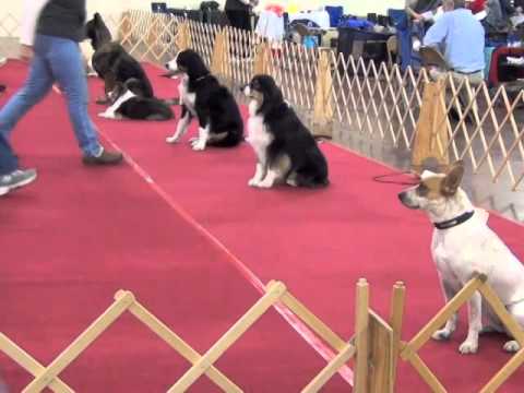 Novice A obedience trial
