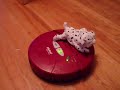 FurReal newborn dalmatian hitches a ride on the Roomba!