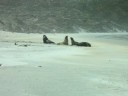 Sandfly Bay Sea lions