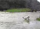 Roxie and the water---