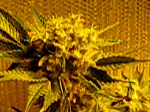 how to harvest dna