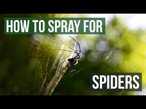 how to eliminate spiders in a basement