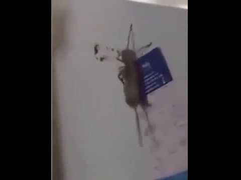 Nhện săn chuột, kéo xác lên tủ lạnh ở Australia