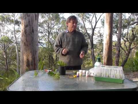 how to replant a protea