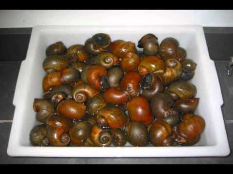 snail crush